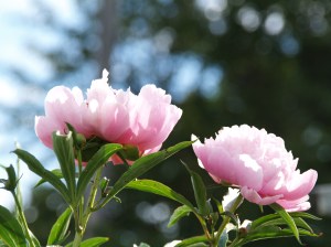 Grandma's Peonies